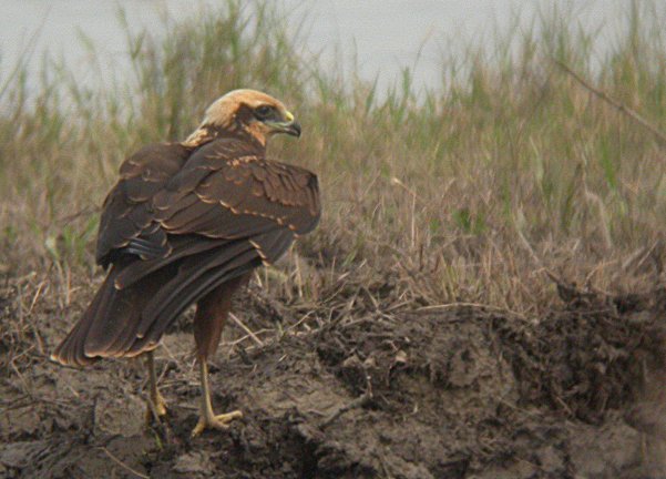 Arpella (Circus aeruginosus)