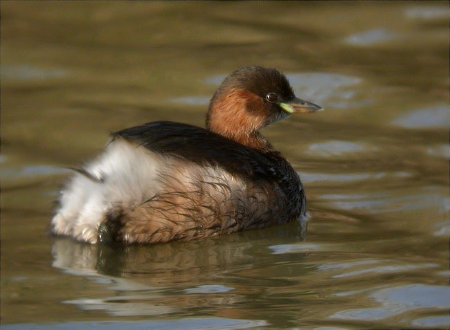 Cabusset (Tachybaptus ruficollis)