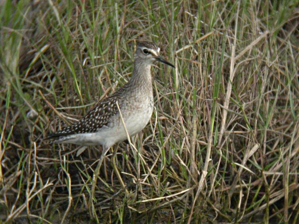 Valona (Tringa glareola) ?