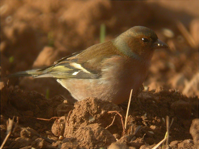 Mascle de Pinsà comú (Fringilla coelebs)