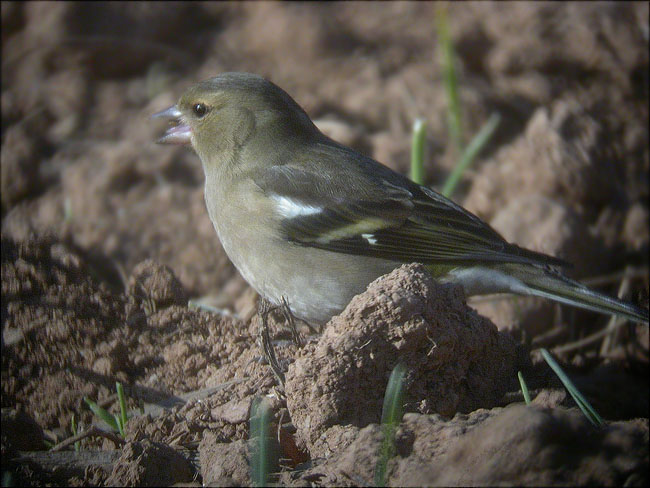 Femella de Pinsà comú (Fringilla coelebs)