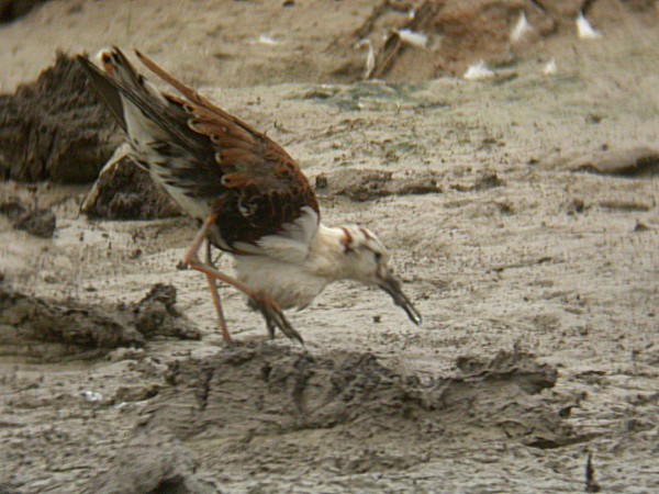 Batallaire (Philomachus pugnax)