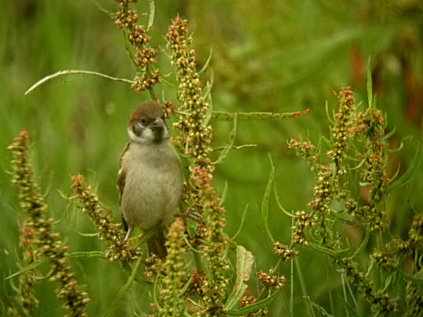 Pardal xarrec (Passer montanus)