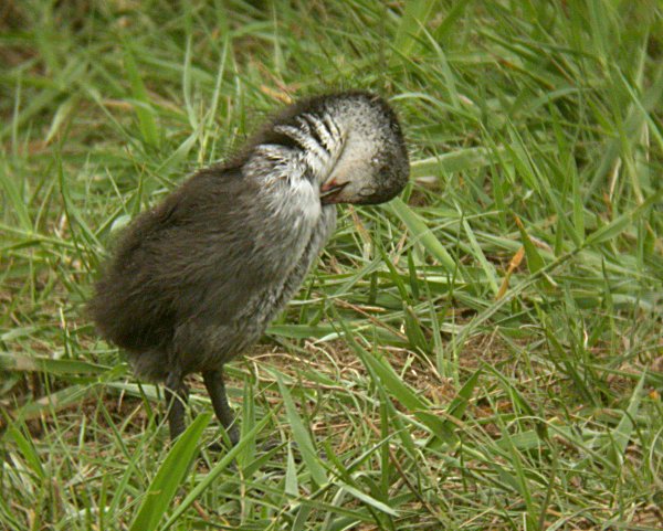 Fotja vulgar (Fulicra atra)