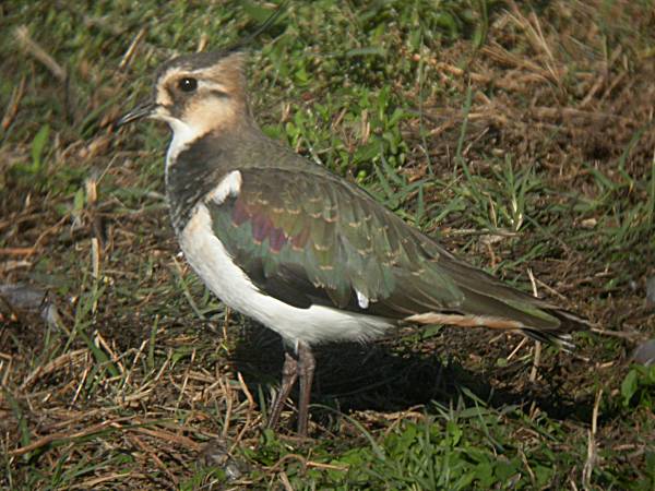 Fredeluga (Vanellus vanellus)