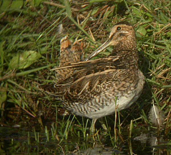 Becadell (Gallinago gallinago)