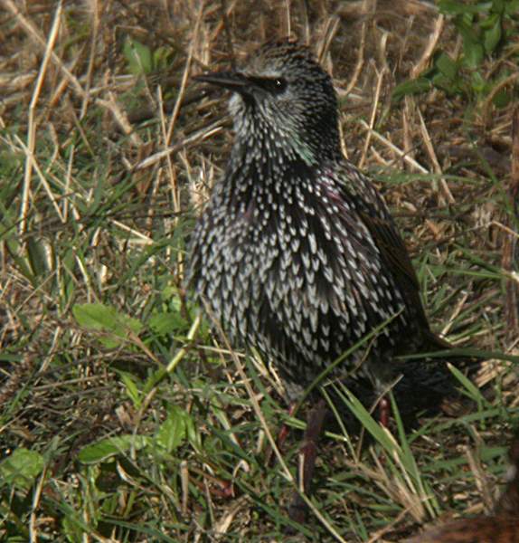 Estornell vulgar (Sturnus vulgaris)