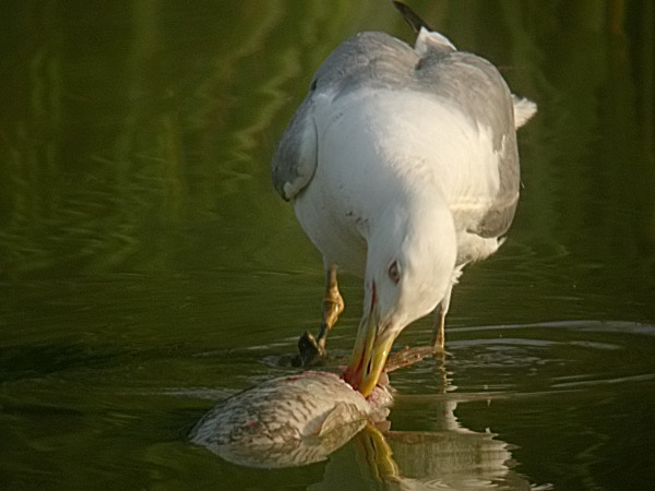 Gavià argentat (Larus michaelis)