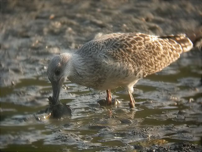 Gavià argentat (Larus michaelis)