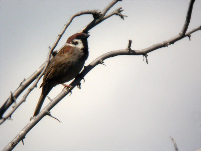 Pardal xarrec (Passer montanus)