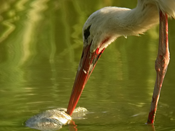 Cigonya (Ciconia ciconia)