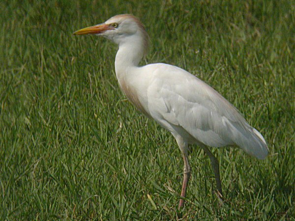 Esplugabous (Bubulcus ibis)