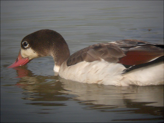 Jove d'Ànec blanc (Tadorna tadorna)