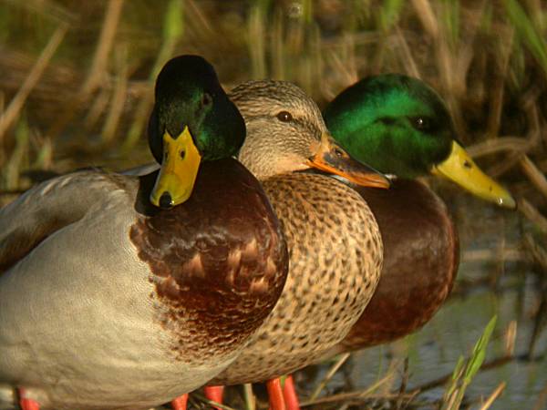 Ànec coll-verd (Anas platyrhynchos)