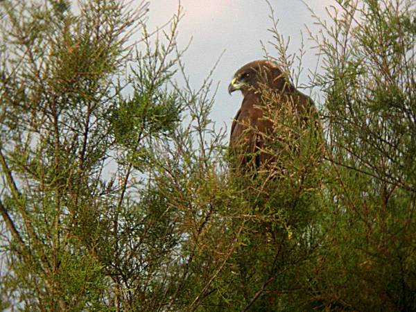 Arpella (Circus aeruginosus)