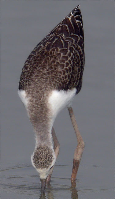 Jove de Cames llargues (Himantopus himantopus)