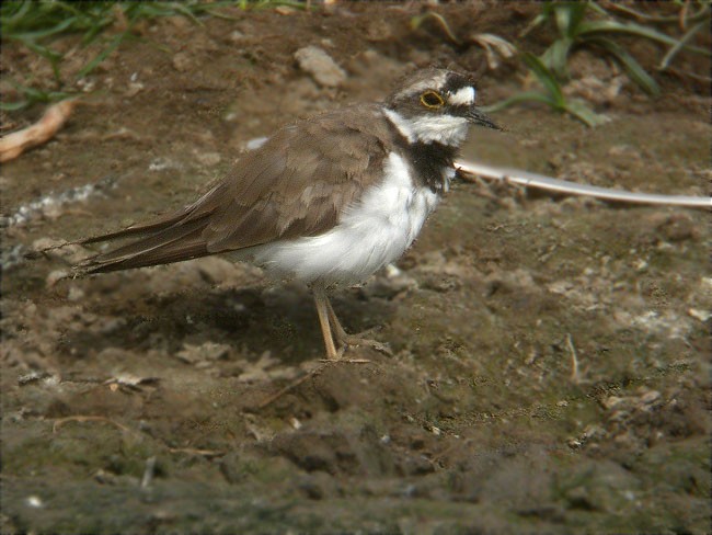 Corriol petit (Charadrius dubius)