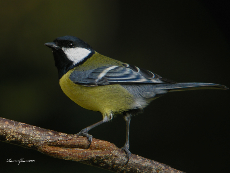 Ocells de La Garrotxa: Mallerenga Carbonera