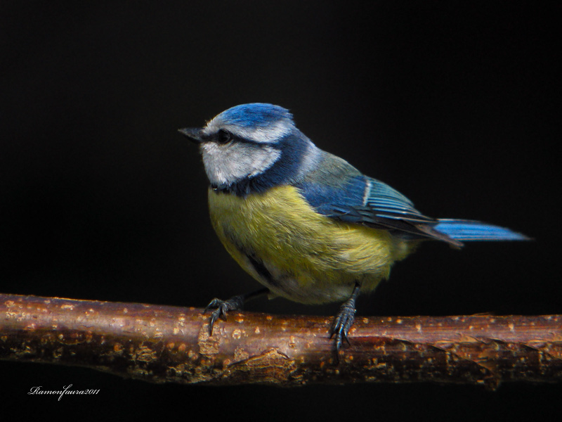 Ocells de La Garrotxa: Mallerenga Blava.