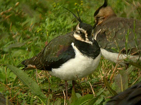 Fredeluga (Vanellus vanellus)