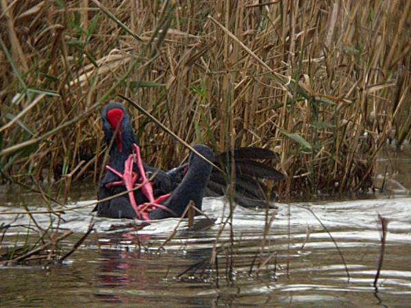 Batussa entre Polles Blaves (Porphyrio porphyrio) 1/2