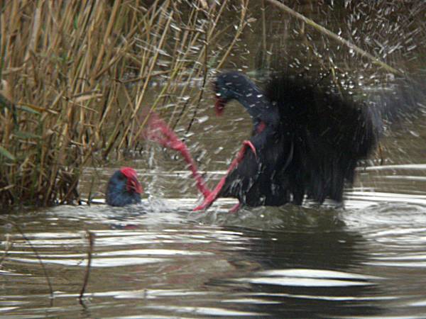 Batussa entre Polles Blaves (Porphyrio porphyrio) 2/2