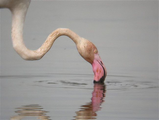 Flamenc (Phoenicopterus roseus)