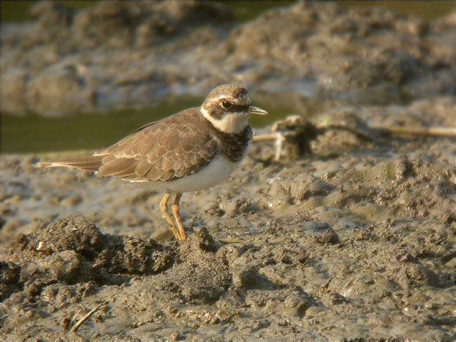 Corriol petit (Charadrius dubius)