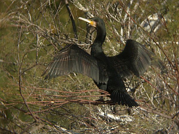 Corb Marí Gros (Phalacrocorax carbo)