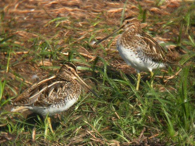 Becadells (Gallinago gallinago)