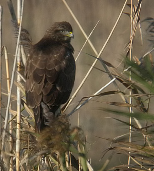 Aligot (Buteo buteo)