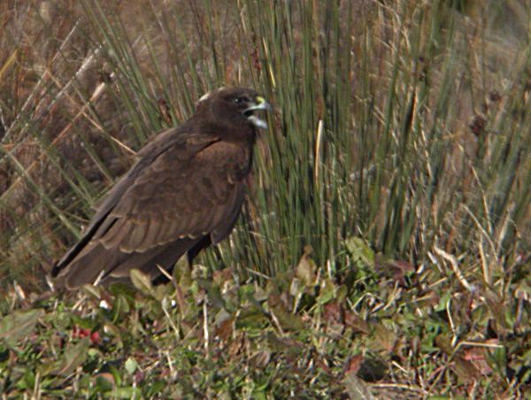 Arpella (Circus aeruginosus)