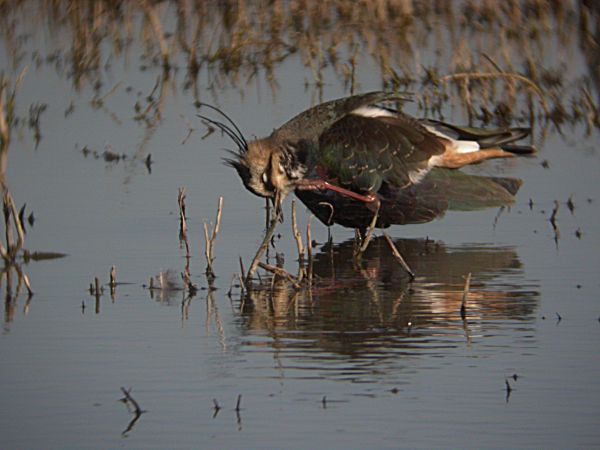 Fredeluga (Vanellus vanellus)