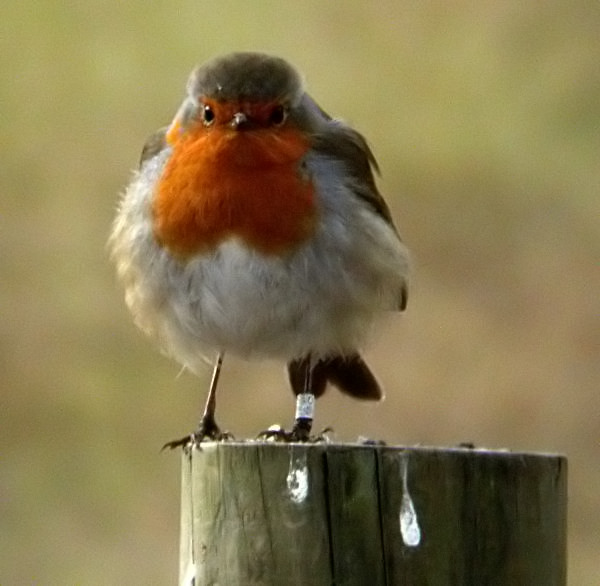 Pit Roig (Erithacus rubecula)