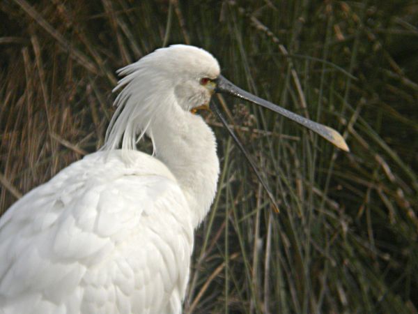 Bec-planer (Platalea leucorodia)