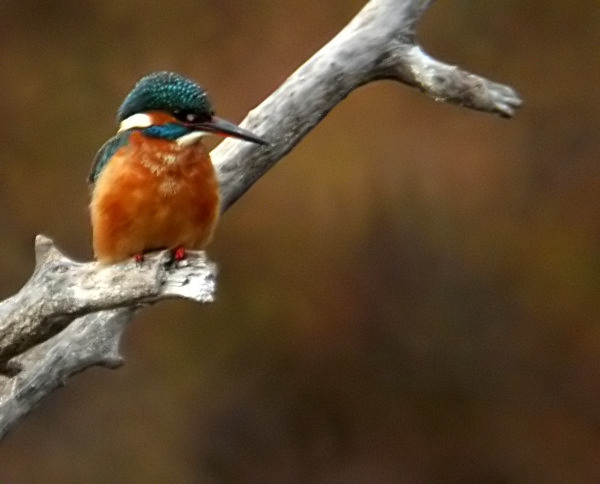 Blauet (Alcedo attis)