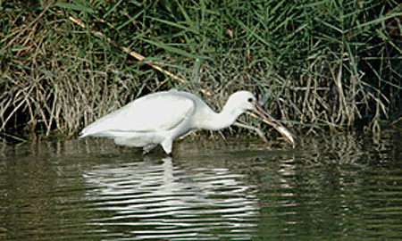 Espatula pescando Carpa