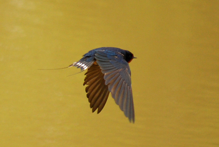 Oreneta vulgar (Hirundo rustica)