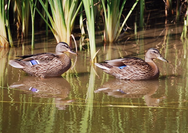 ànecs collverds (anas platyrhynchos)