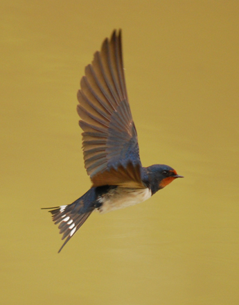 Oreneta vulgar (Hirundo rustica)