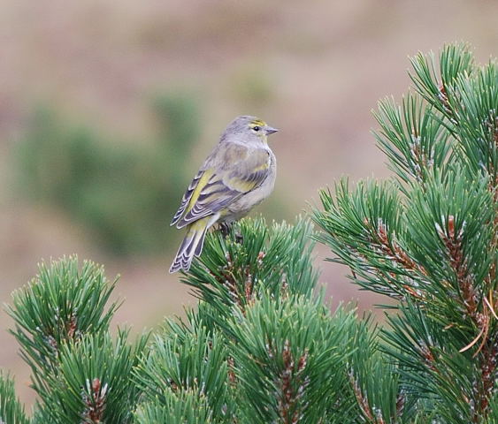 Llucareta (Serinus citrinella)