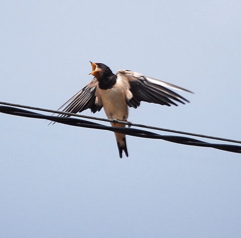 Oreneta vulgar (Hirundo rustica)