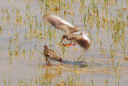 Gamba roja (Tringa totanus) 1 de 2