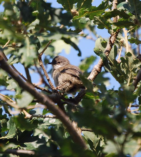 Tallarol capnegre (Sylvia melanocephala)