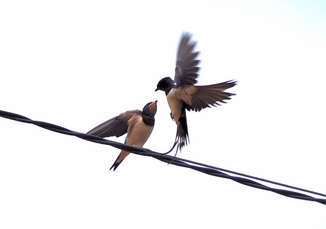 Oreneta vulgar (Hirundo rustica)