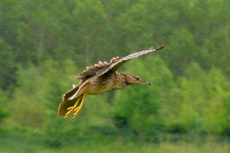 Martinet de nit (Nycticorax nycticorax)