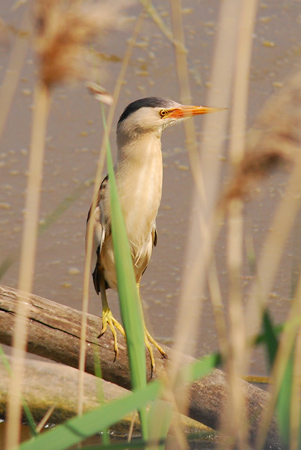 Martinet menut (Ixobrychus minutus) 1 de 2