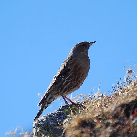 Cercavores a contrallum (Prunella collaris)