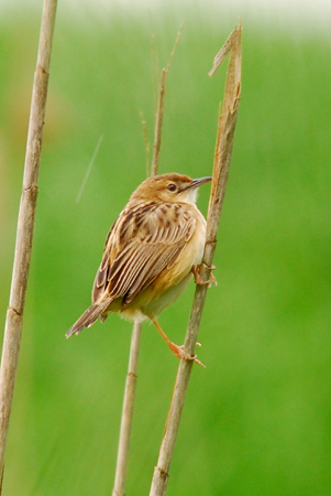 Trist (Cisticola juncidis).