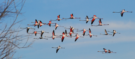Flamenc (Phoenicopterus ruber)